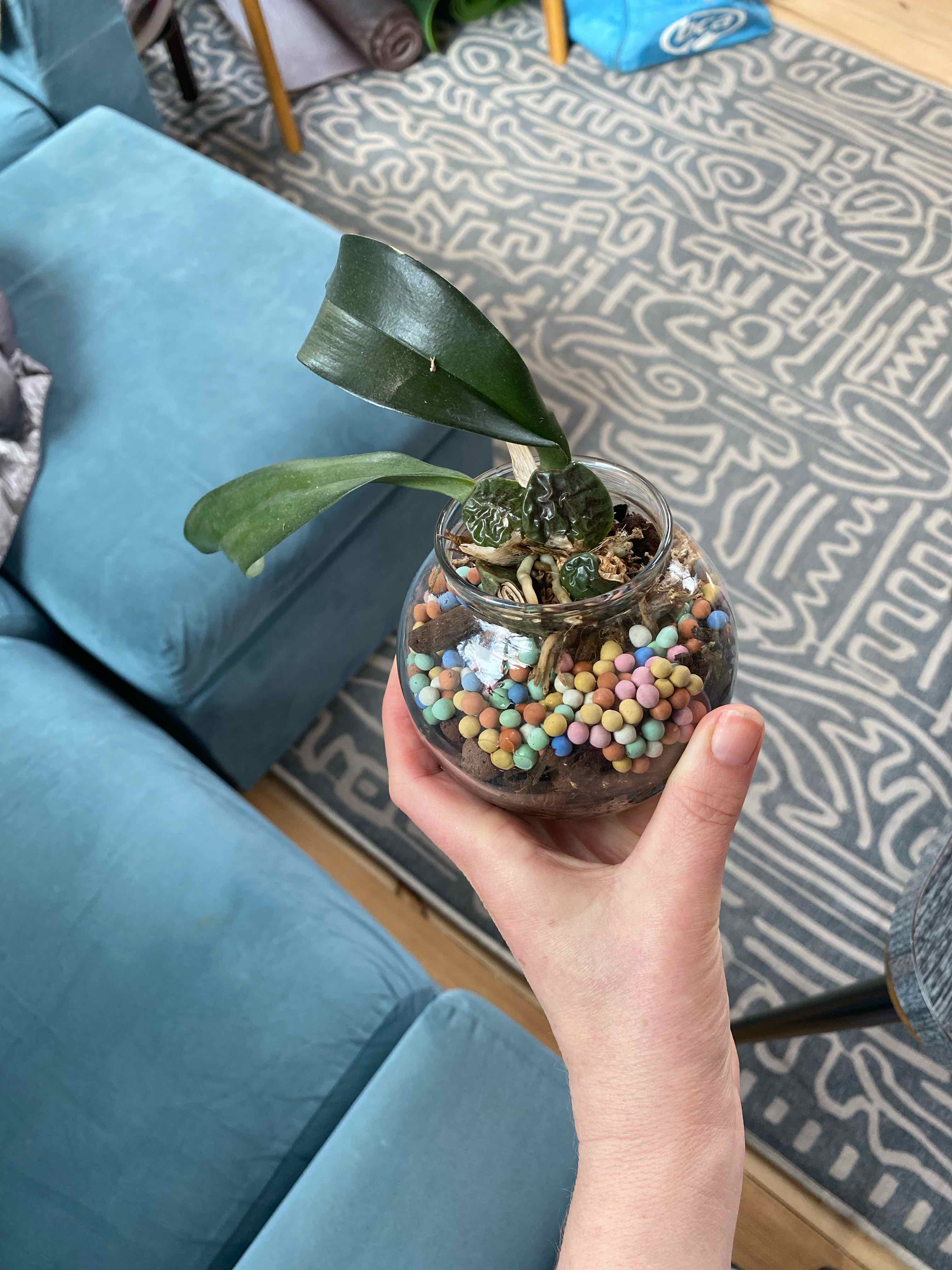 Photo of the plant species Turtle Shell Orchid by @Lizerbeem named Oncidium ampliatum rescue on Greg, the plant care app