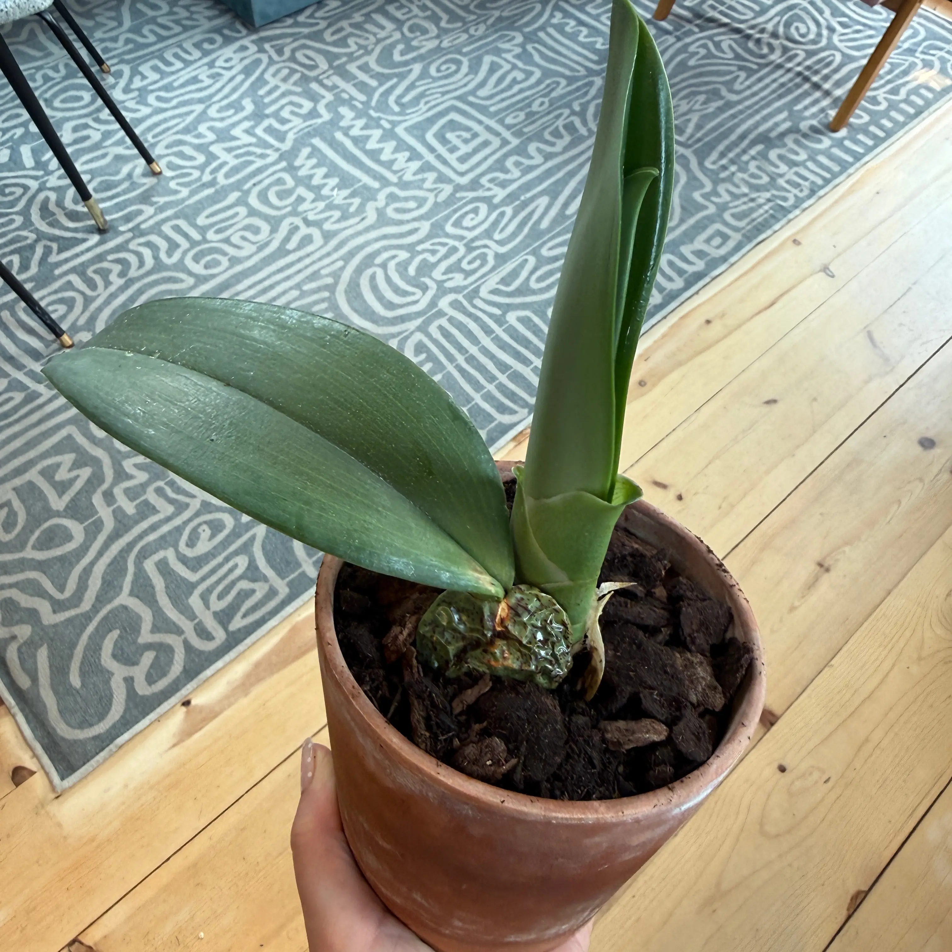 Photo of the plant species Turtle Shell Orchid by @Lizerbeem named Oncidium ampliatum rescue on Greg, the plant care app