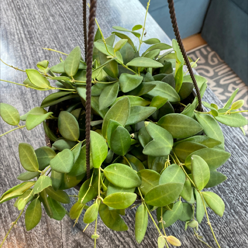 Hoya 'Burtoniae' plant in a hanging pot with healthy green leaves.