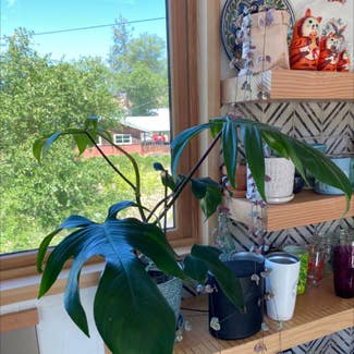 Philodendron 'Florida' plant in Winthrop, Washington
