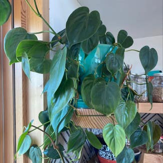 Heartleaf Philodendron plant in Winthrop, Washington