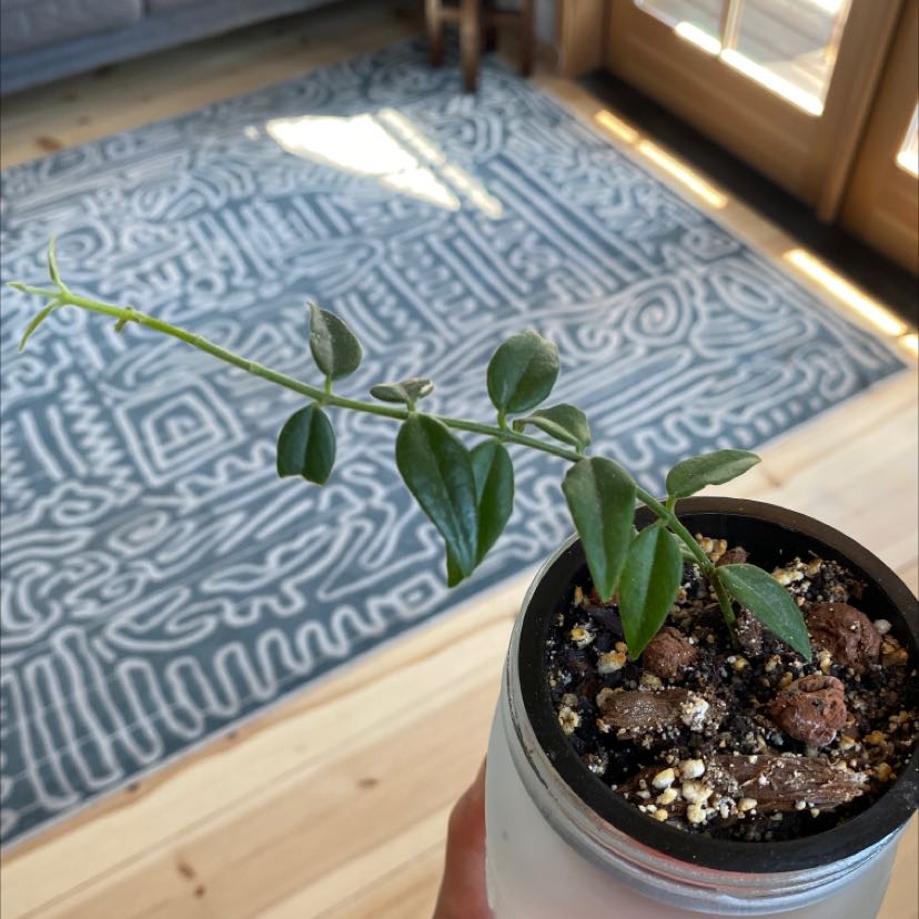 Potted Hoya Bella plant with green leaves in a well-lit room.