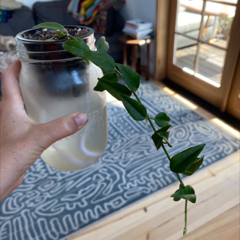 Hoya Bella plant cutting in a jar of water, held by a hand, with indoor background.