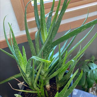 Aloe Vera plant in Winthrop, Washington