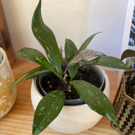Photo of the plant species Hoya 'Memoria' by Lizerbeem named Your plant on Greg, the plant care app