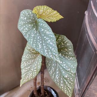 Polka Dot Begonia plant in Winthrop, Washington