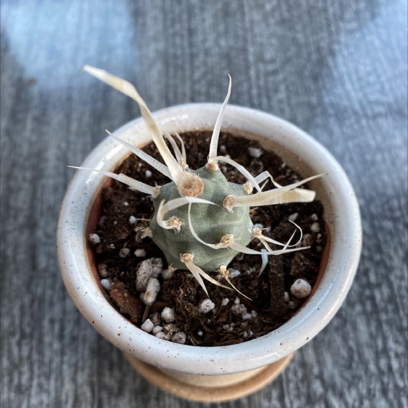 Paper Spine Cactus in a pot with visible soil and some dried spines.