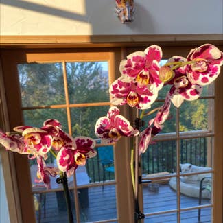 Phalaenopsis Orchid plant in Winthrop, Washington