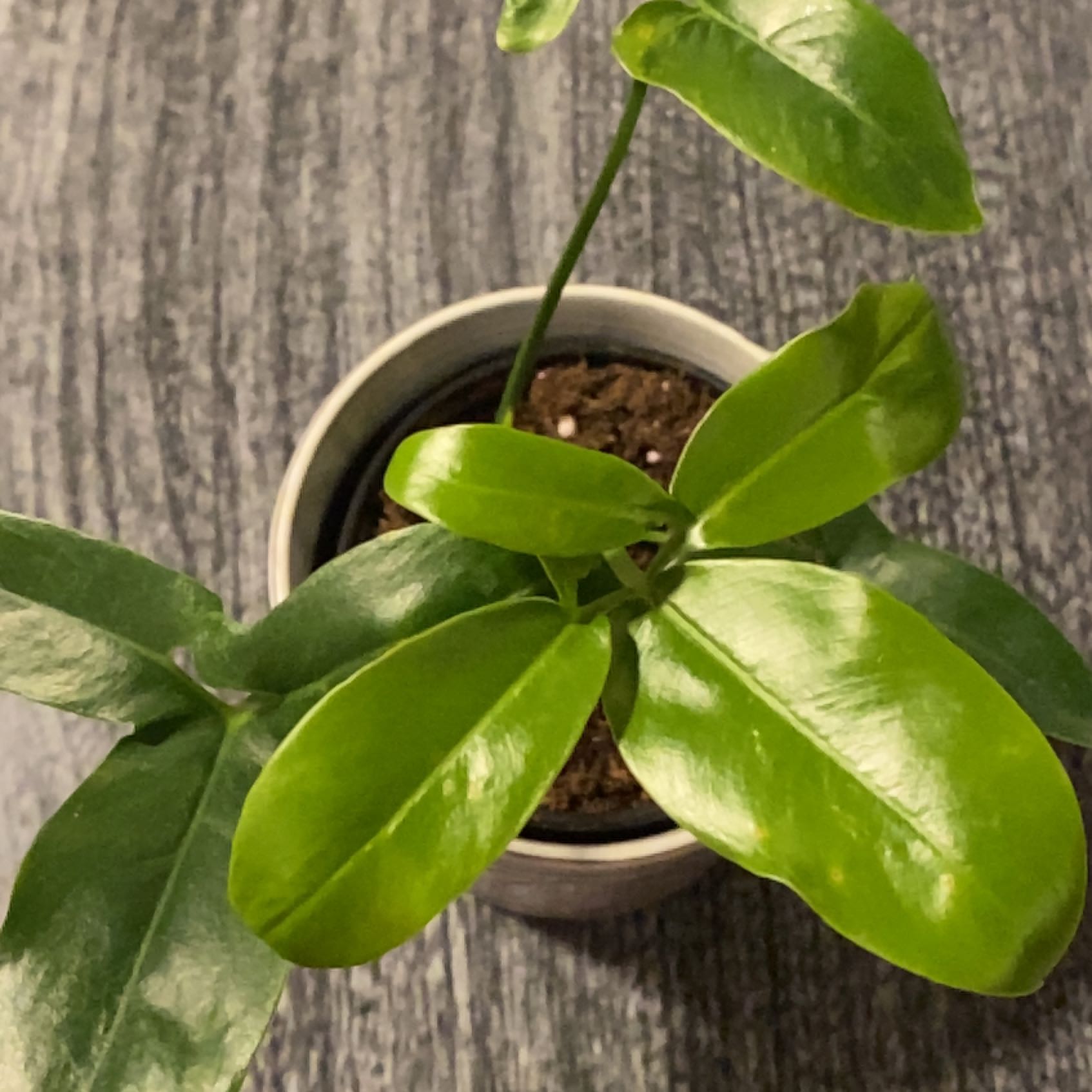 Potted Thaumatophyllum spruceanum with glossy green leaves and visible soil.