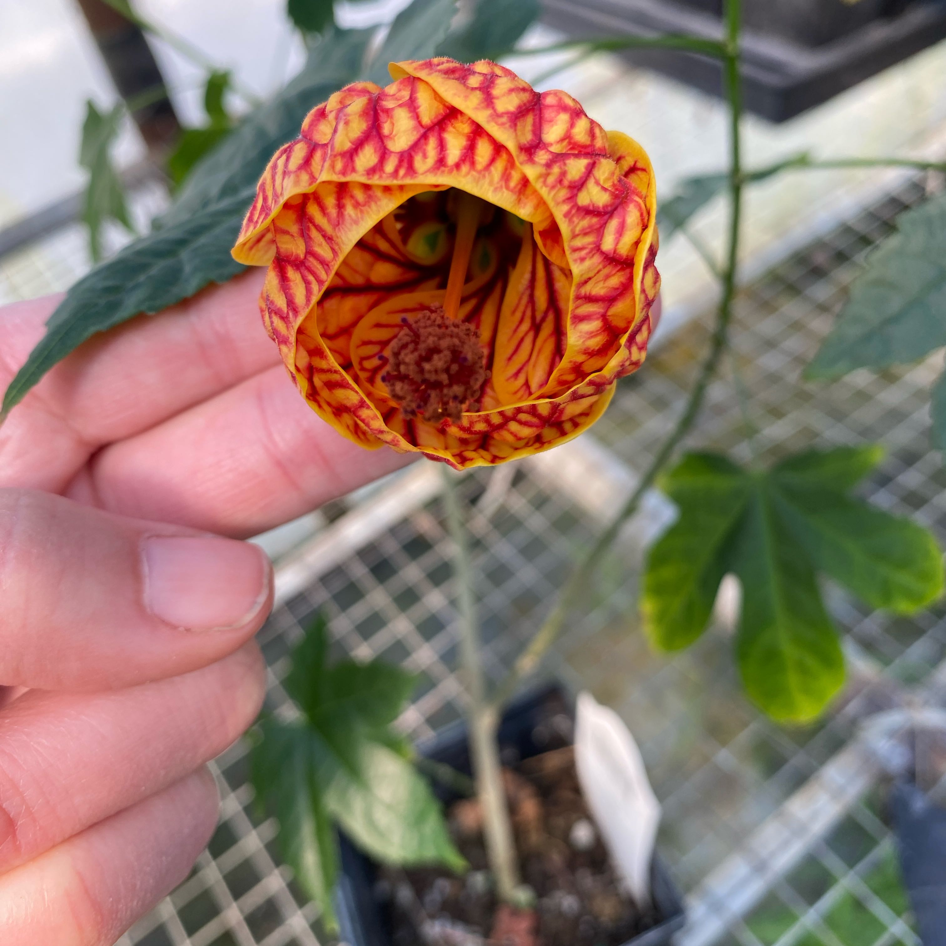 Photo of the plant species Abutilon 'Biltmore Ballgown' by @Lizerbeem named Abutilon x hybridum on Greg, the plant care app