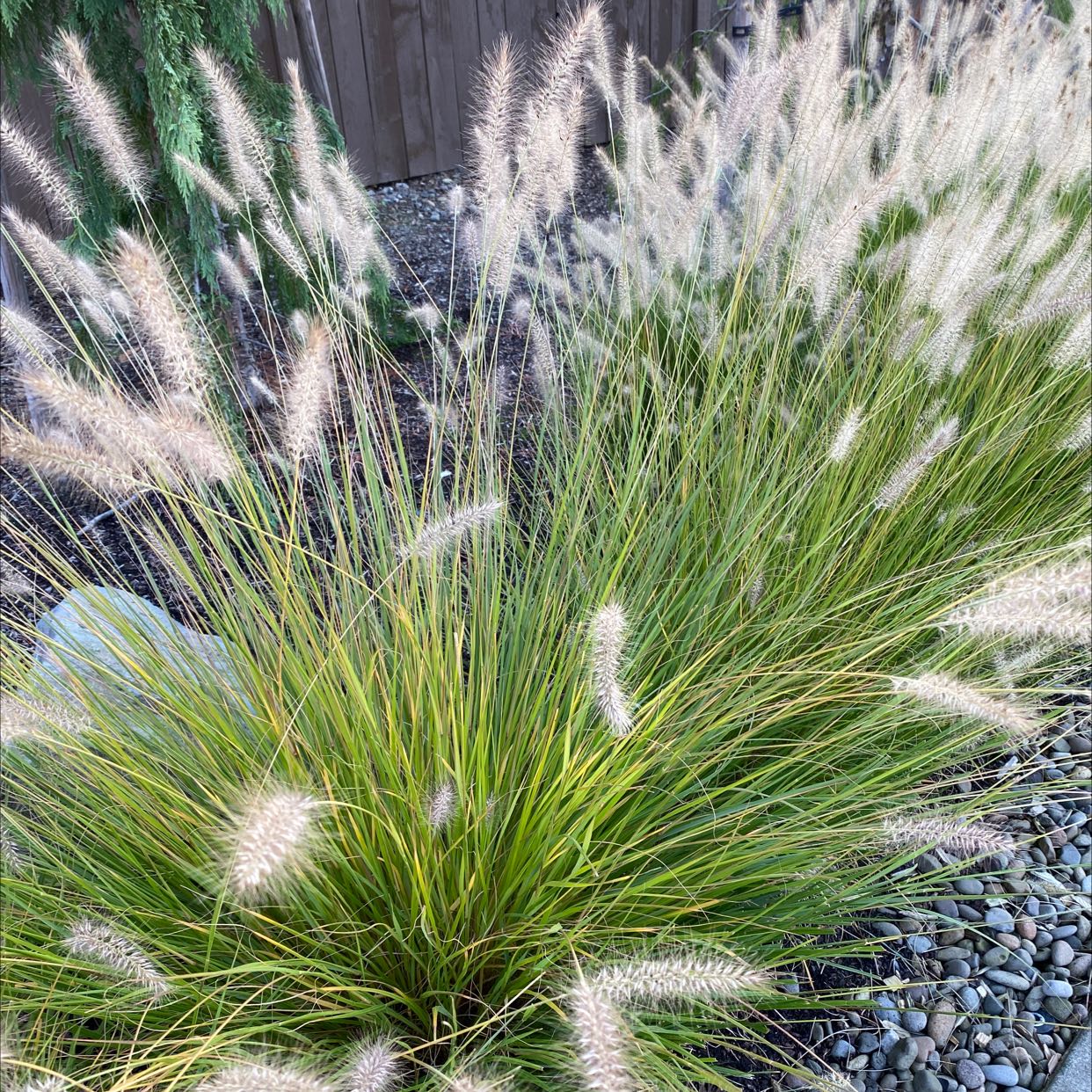 Crimson Fountaingrass plant with numerous flower spikes, well-framed and healthy.