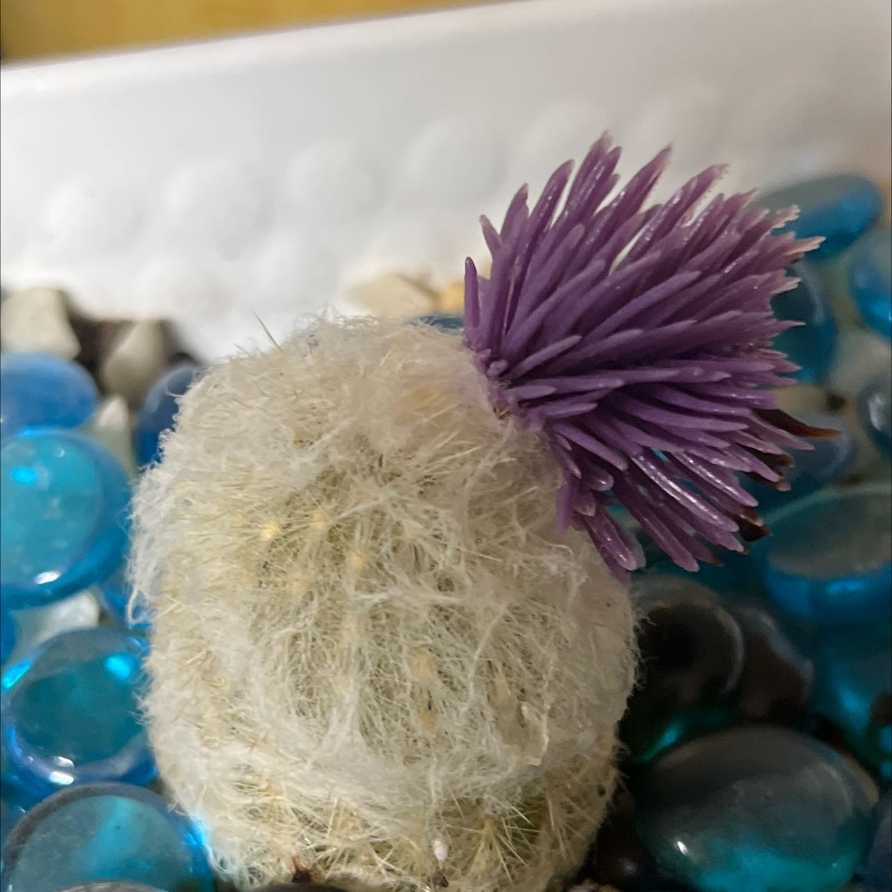 Button Cactus with a purple flower on top, surrounded by decorative blue stones.