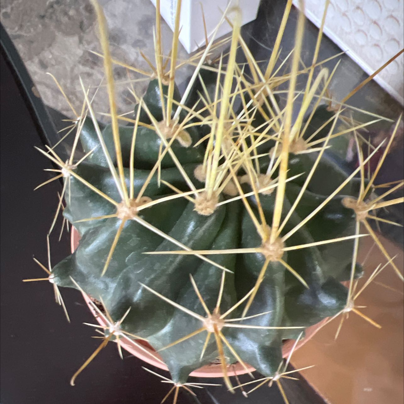 Photo of the plant species Blue Barrel Cactus by @WeightyBarley named Your plant on Greg, the plant care app