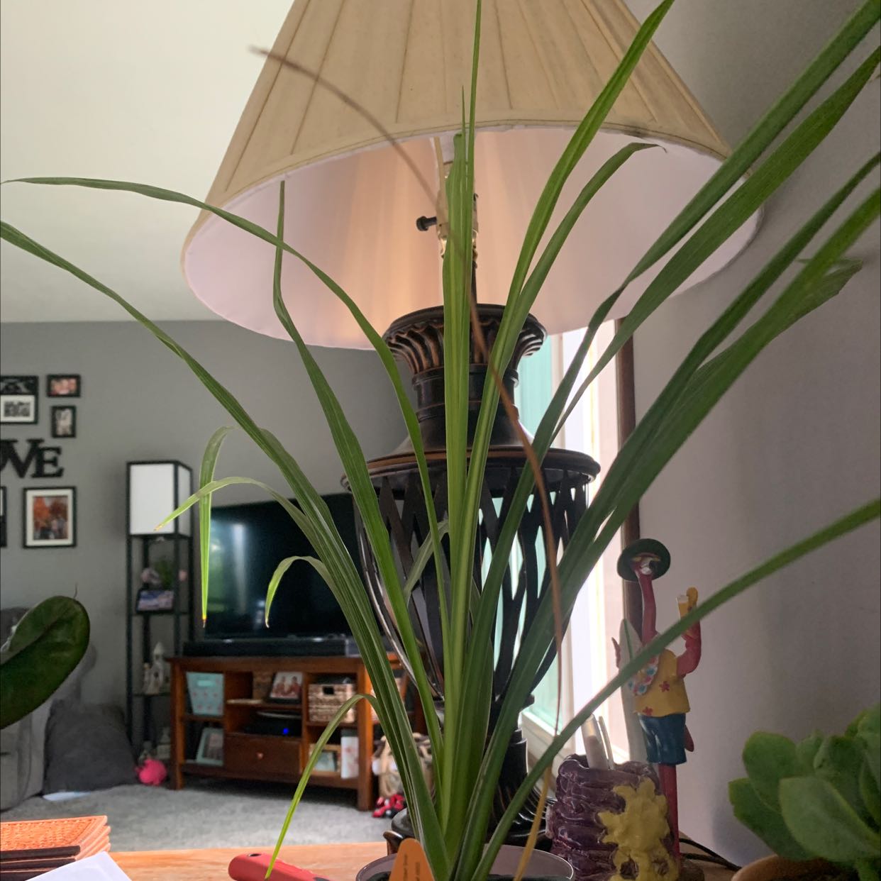Indoor Dracaena plant with long green leaves near a lamp.