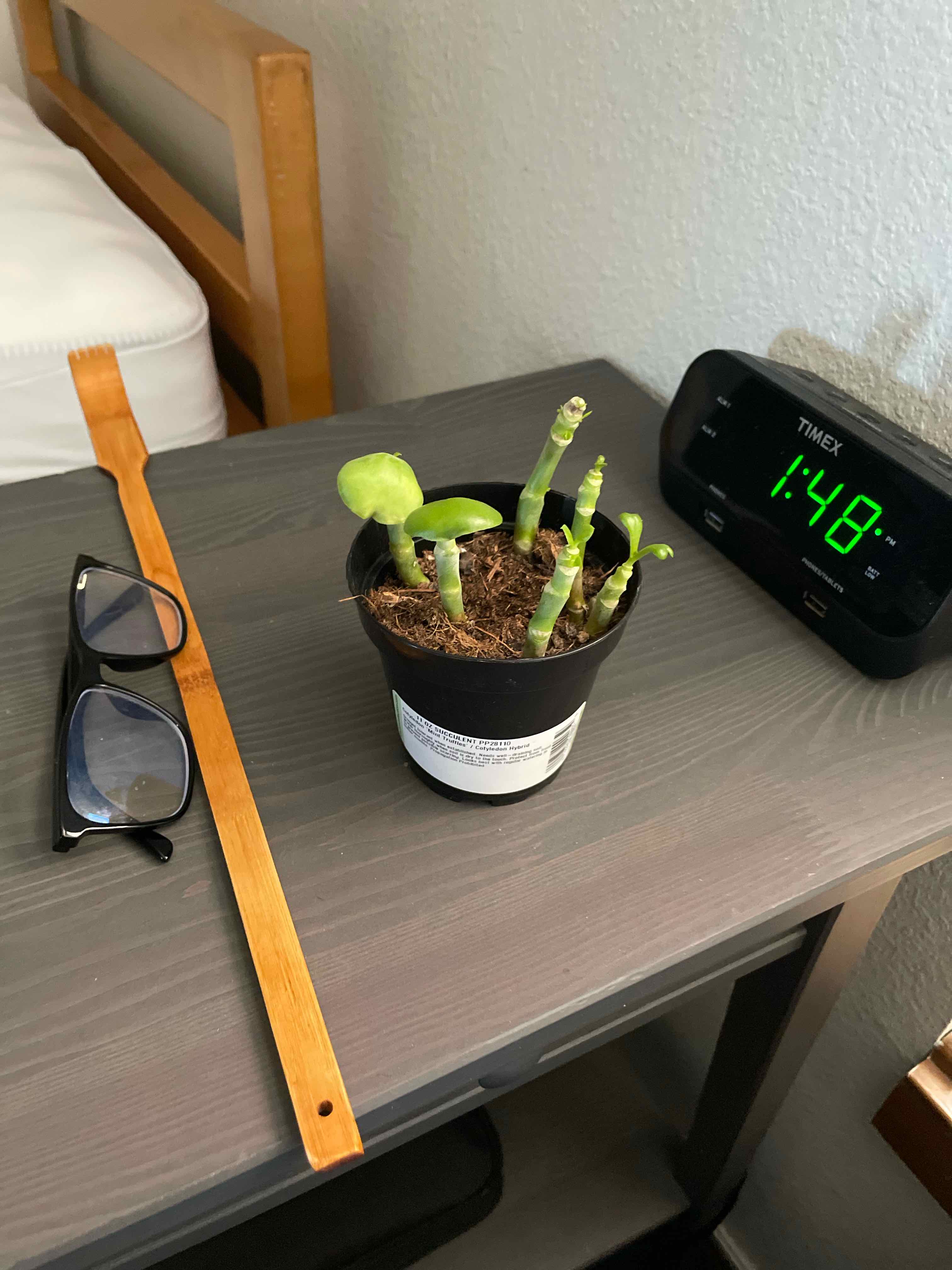 Cotyledon 'Mint Truffles' plant on a bedside table with glasses, a ruler, and a digital clock.