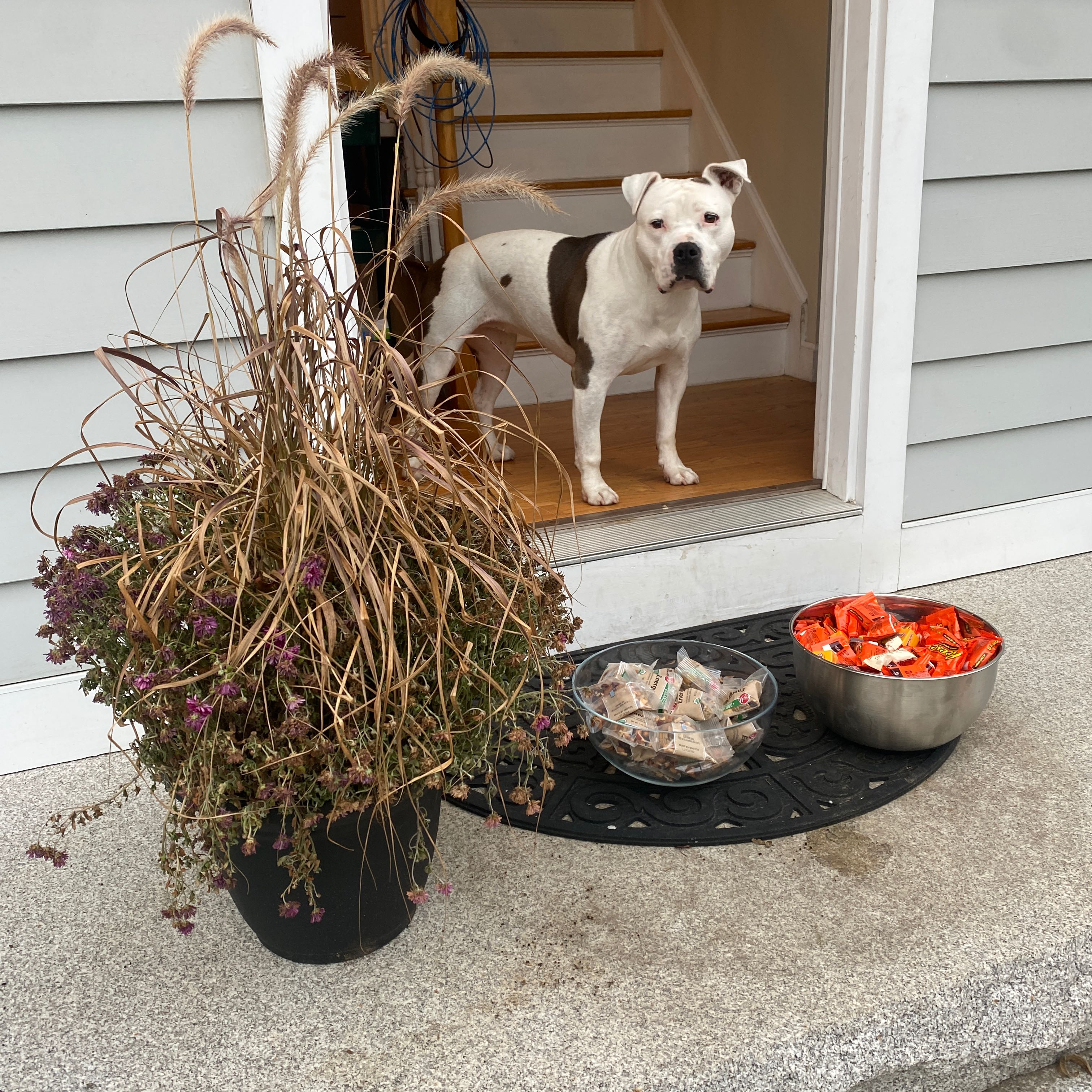 Potted Crimson Fountaingrass with browning leaves and flower spikes, dog in background.
