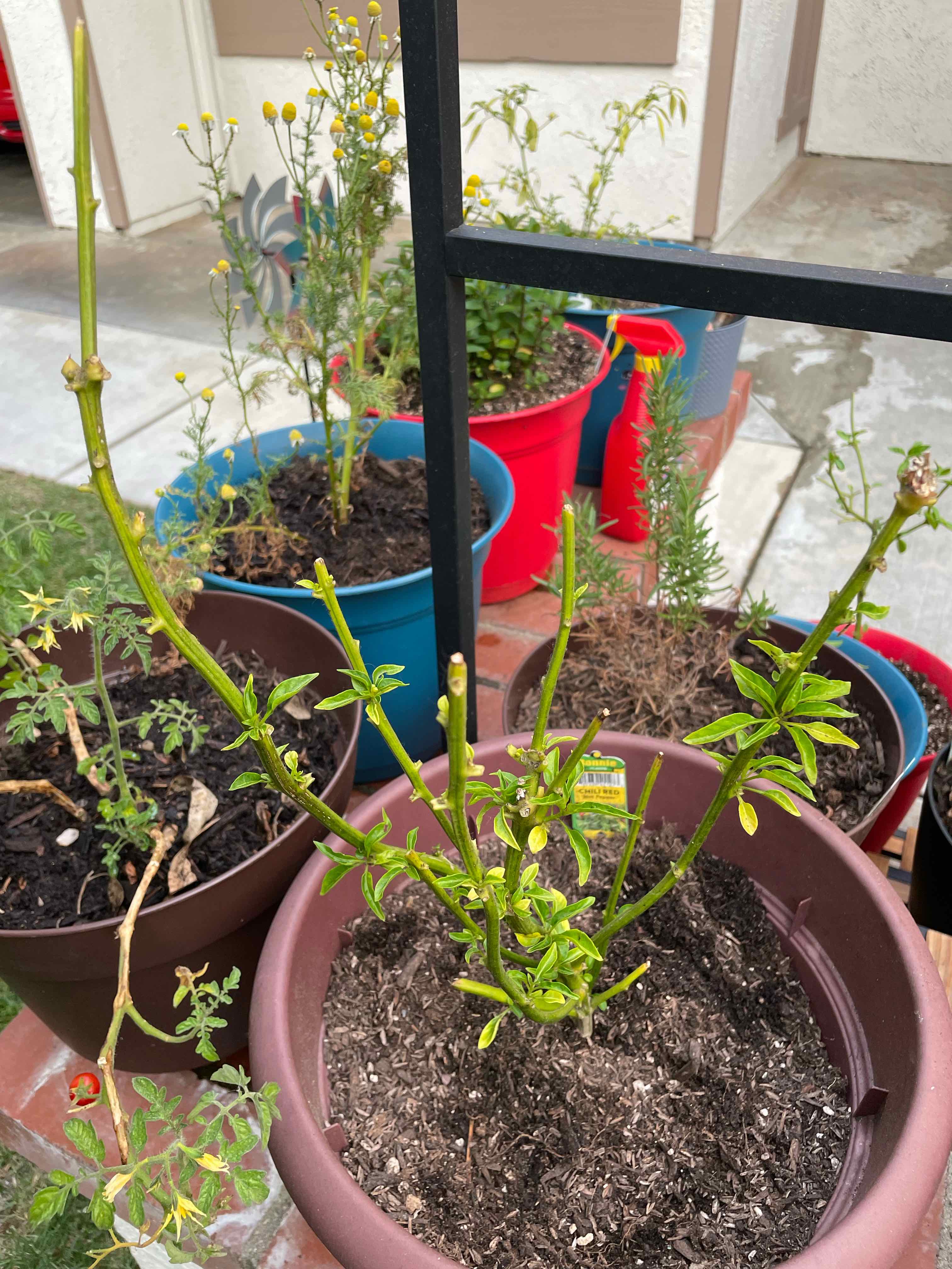 Potted Ornamental Pepper plant with green stems and sparse leaves, surrounded by other potted plants.
