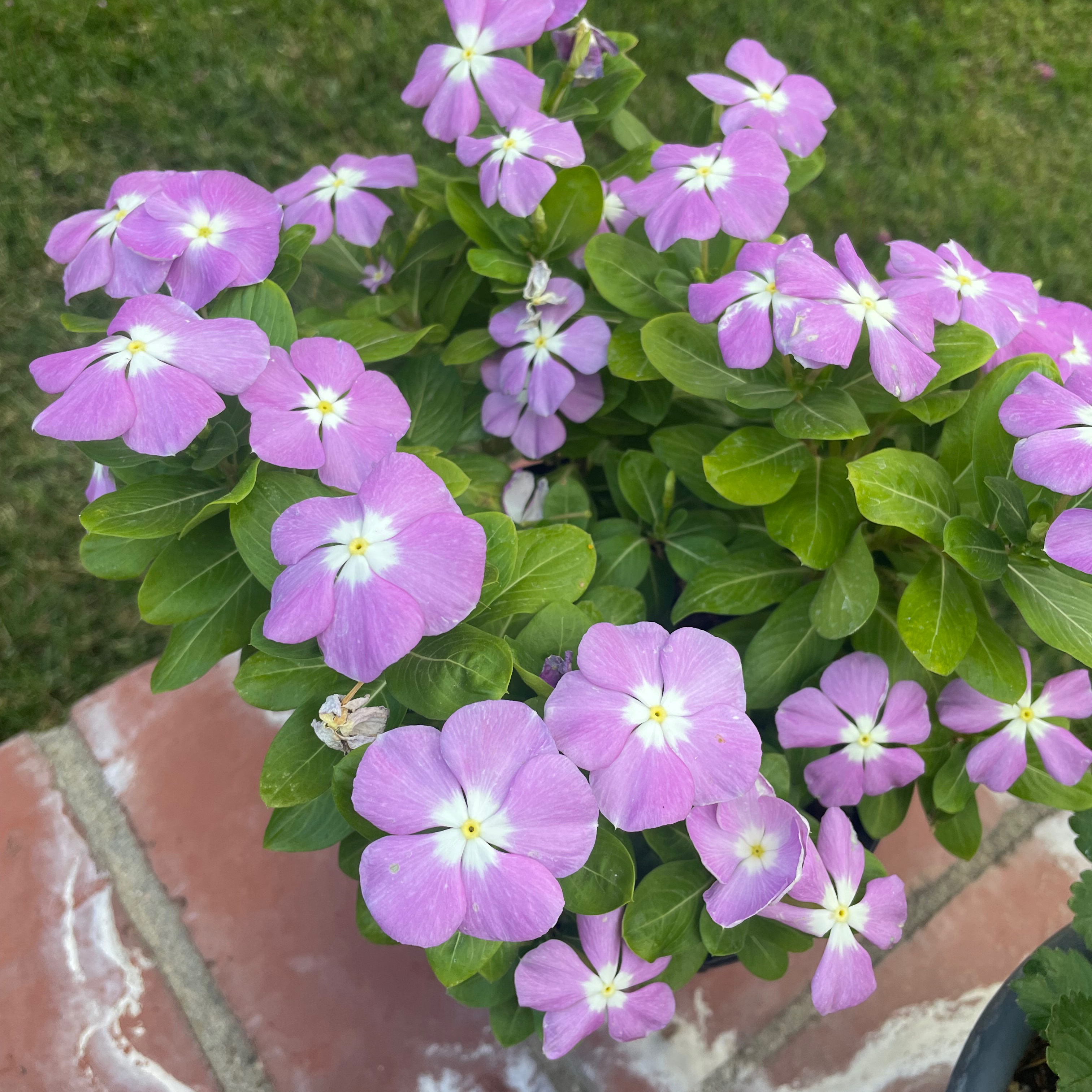 Photo of the plant species Bright Eyes by @InfernoGarden named Isabella on Greg, the plant care app