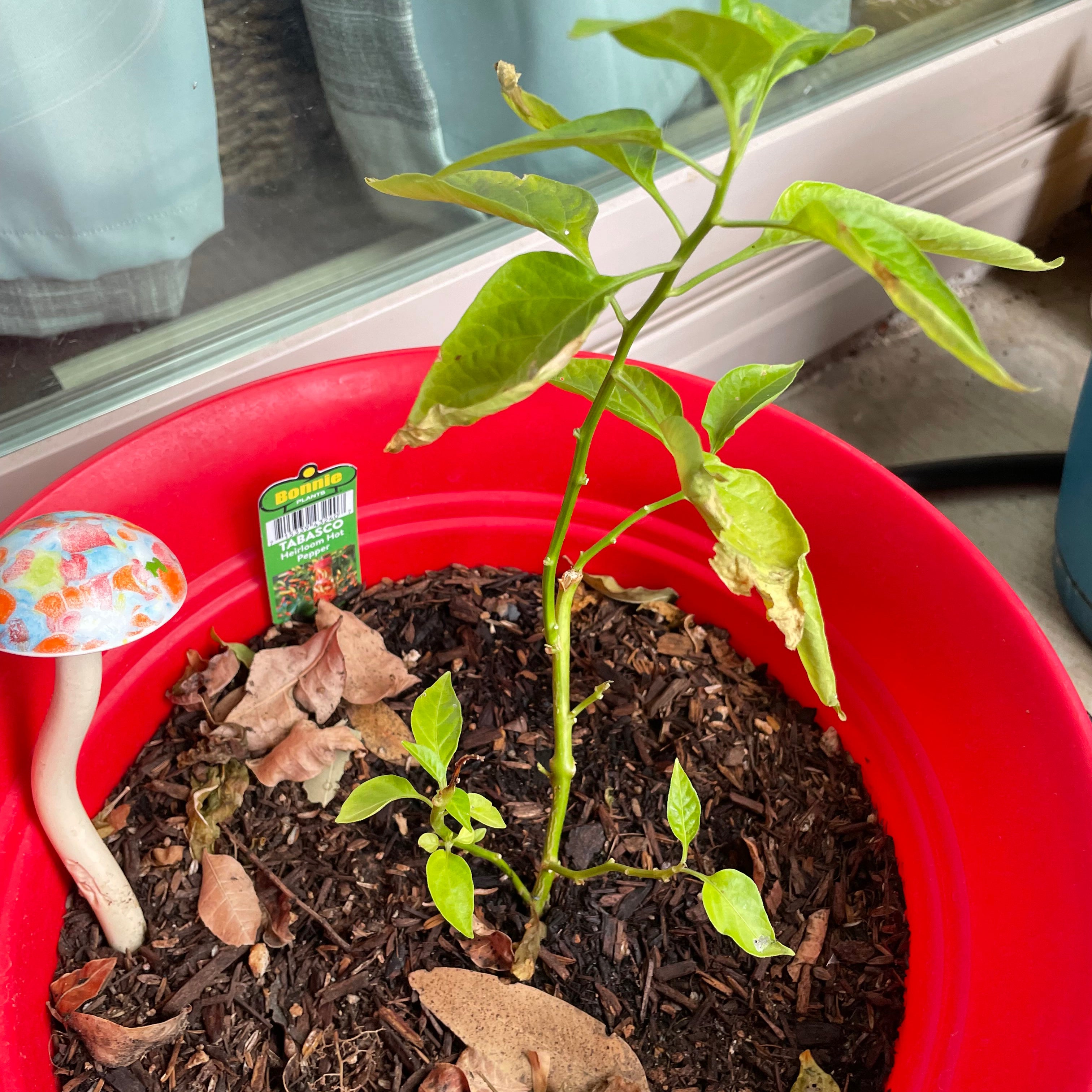 is my chilli plant dead