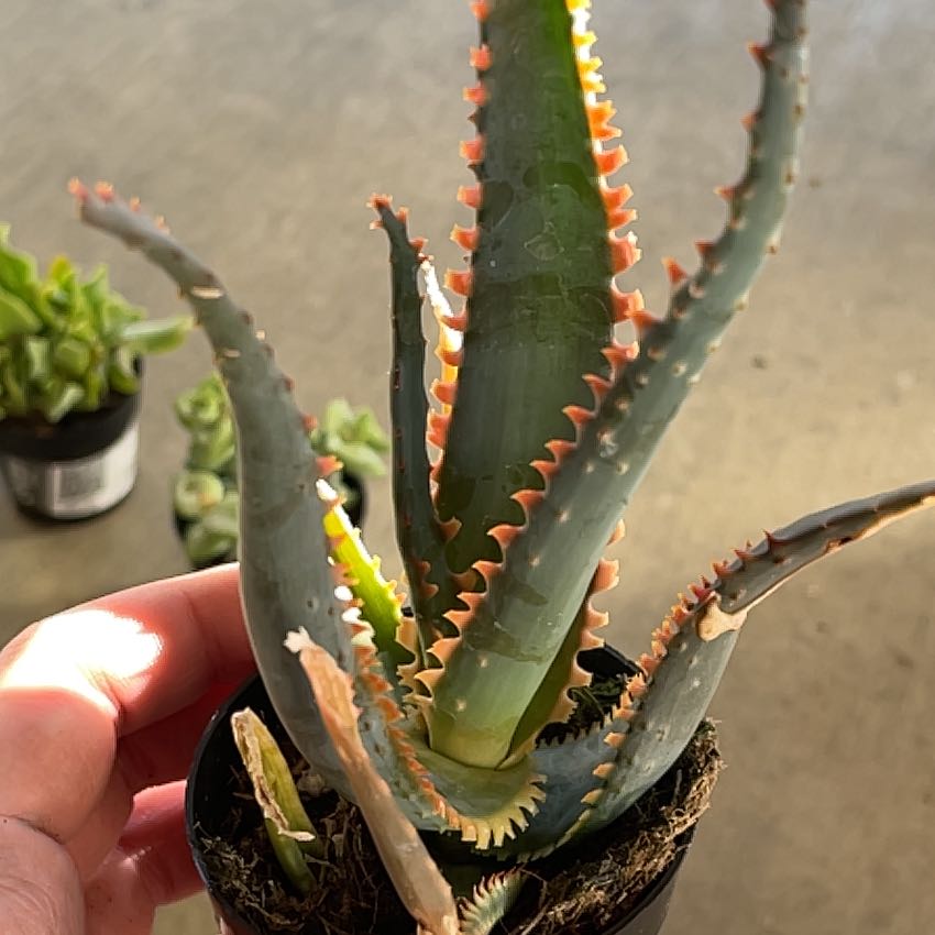 Aloe 'Swordfish' plant with spiky leaves in a small pot, slight browning on leaf tips.