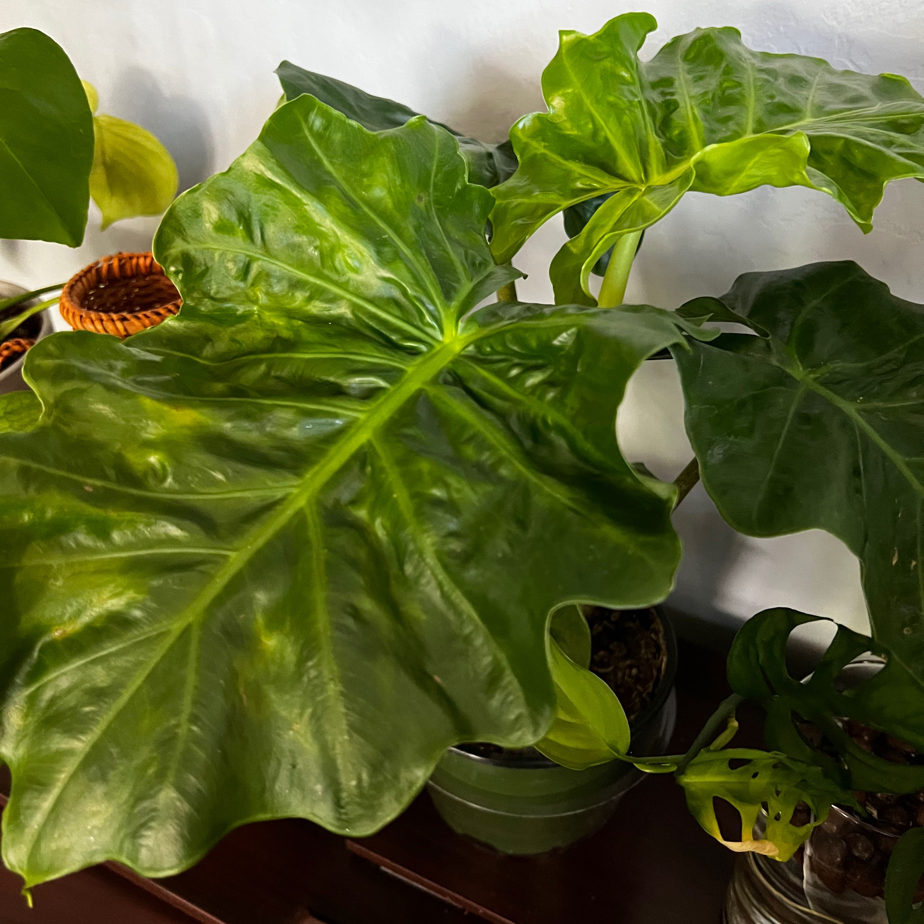 Alocasia 'Low Rider' plant with large, glossy green leaves in a pot indoors.