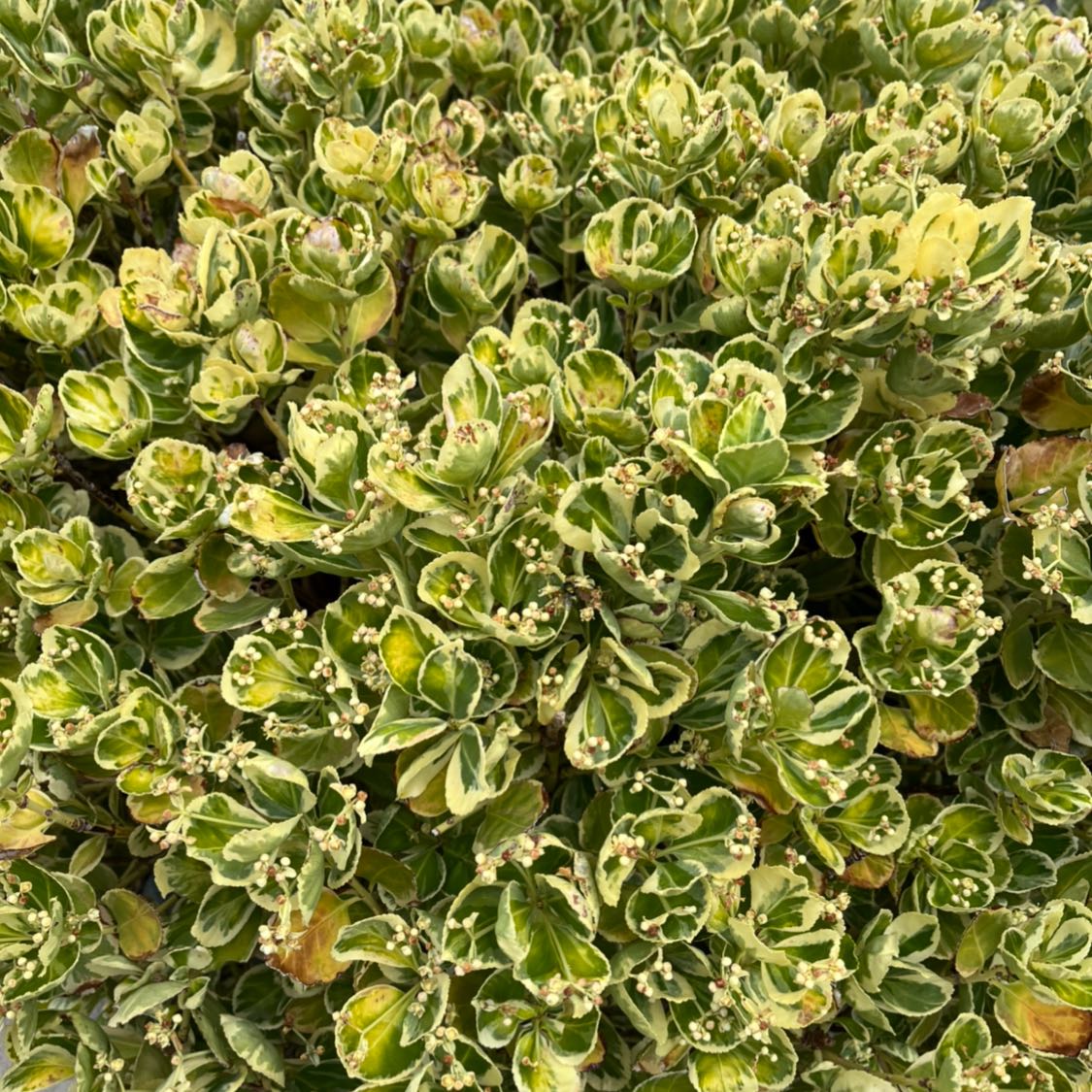 Fortune's Spindle with variegated leaves, some yellowing and browning visible.