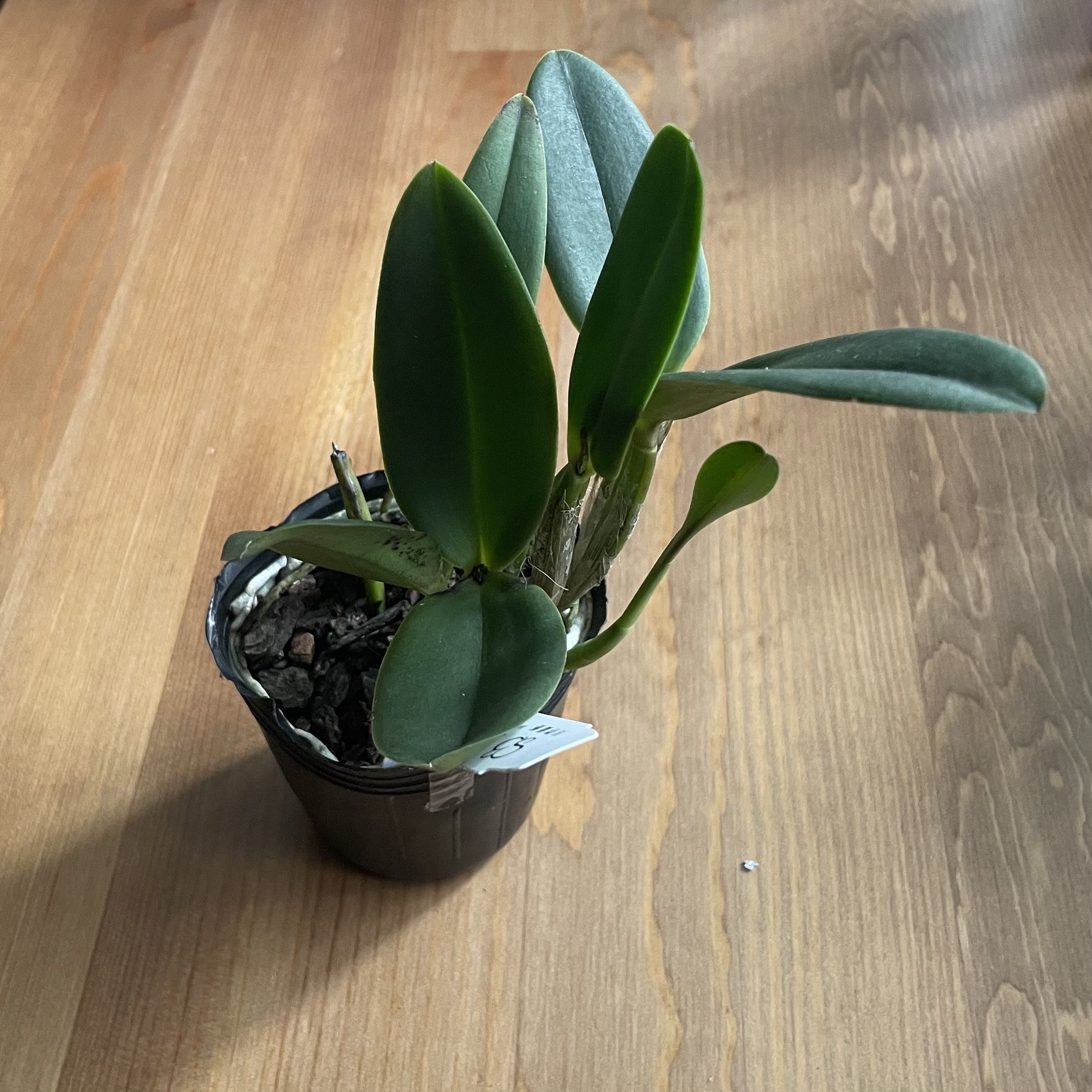 Potted Cattleya Orchid with healthy green leaves, visible soil, well-framed and in focus.