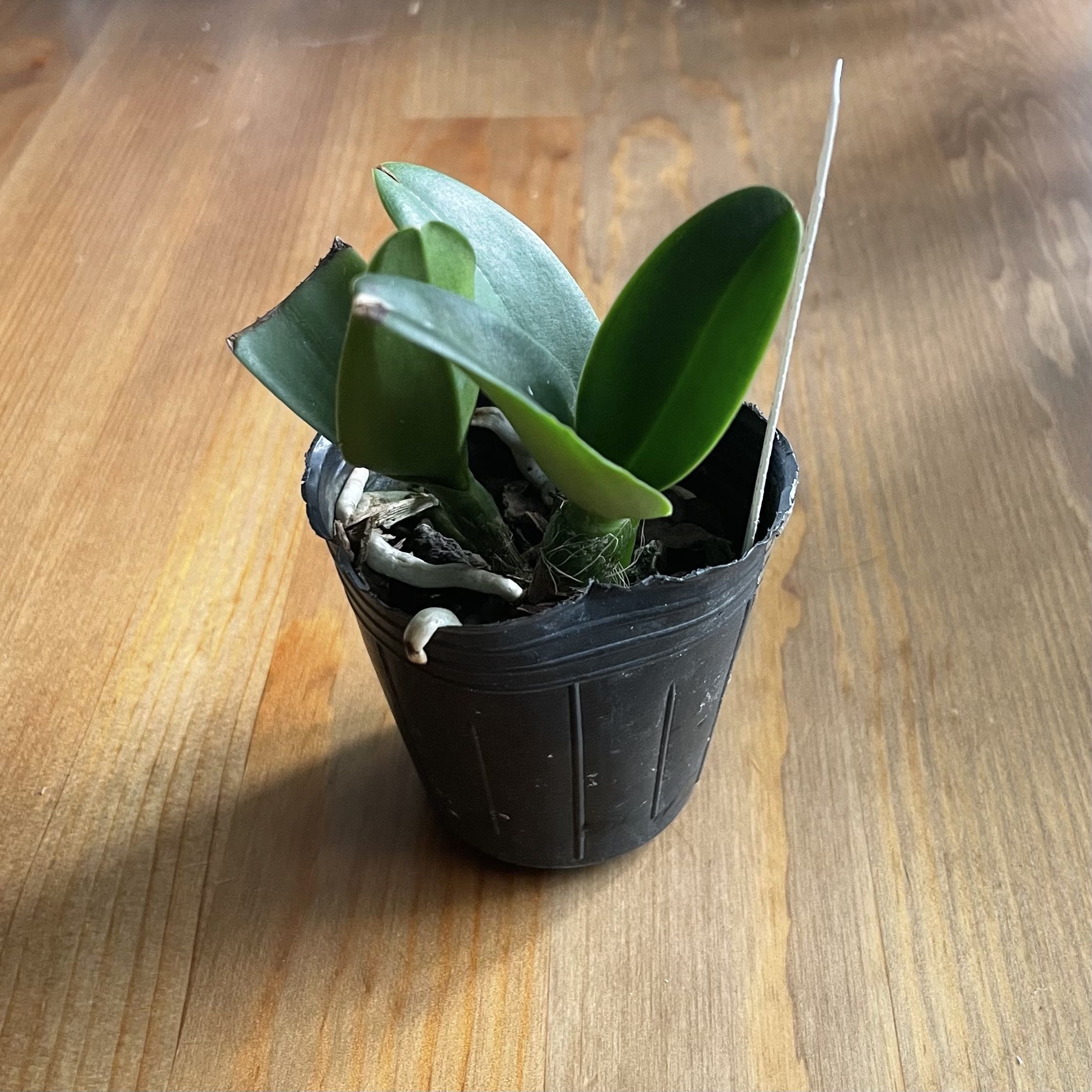 Cattleya Orchid plant in a black plastic pot with healthy green leaves and slight browning on one leaf tip.