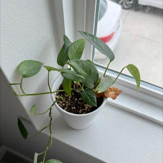 Golden Pothos plant in West Hollywood, California