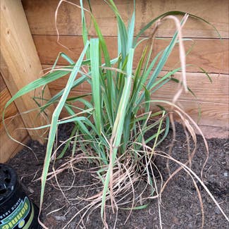 Lemon Grass plant in West Hollywood, California