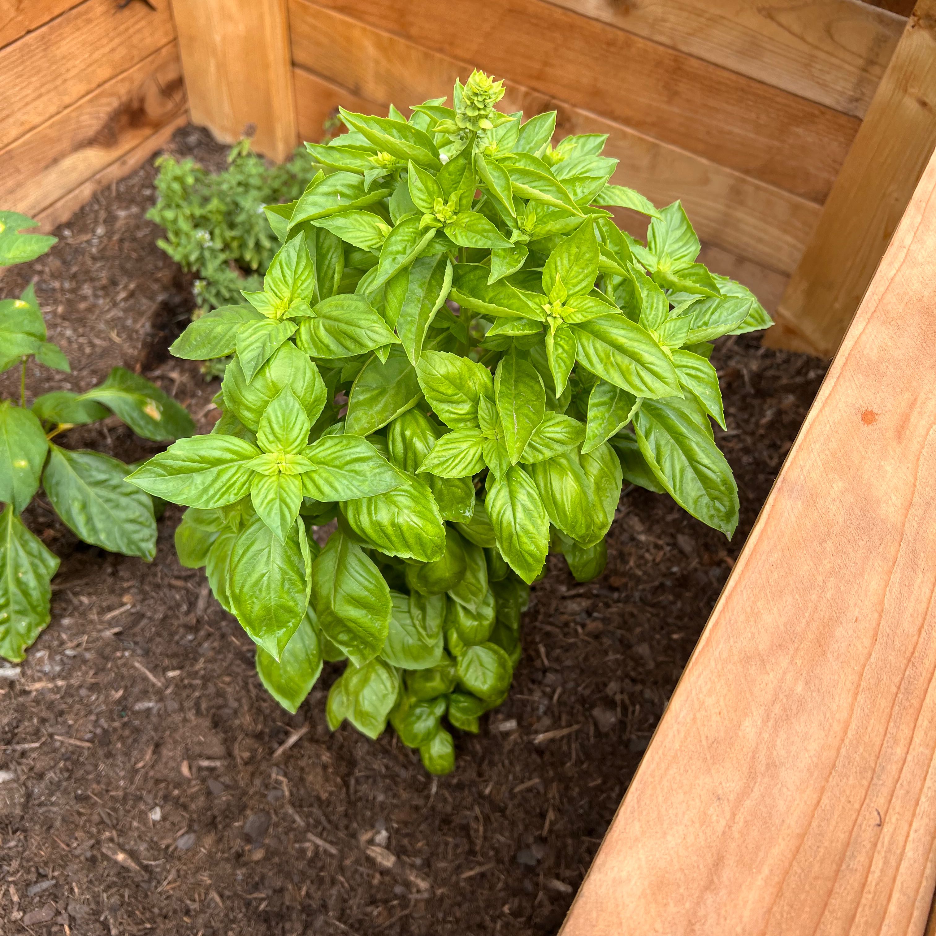 Photo of the plant species Sweet Basil by @LivelyBacopa named Your plant on Greg, the plant care app