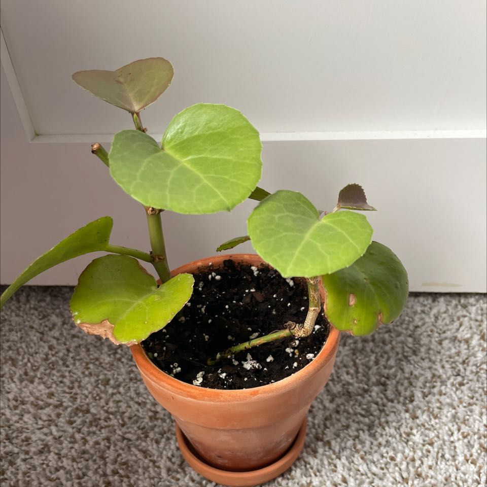 Potted Peruvian Grape Ivy with some browning leaves, placed on a carpeted floor.