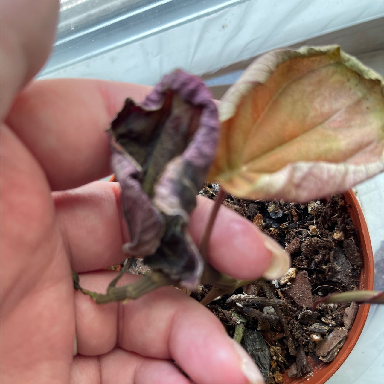 Photo of the plant species Peperomia 'Harmonys Great Pumpkin' by @YesAlbo named Harmony great pumpkin on Greg, the plant care app