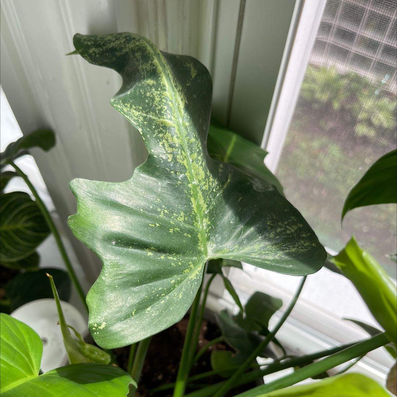 Philo Golden Dragon plant near a window with a prominent healthy leaf.