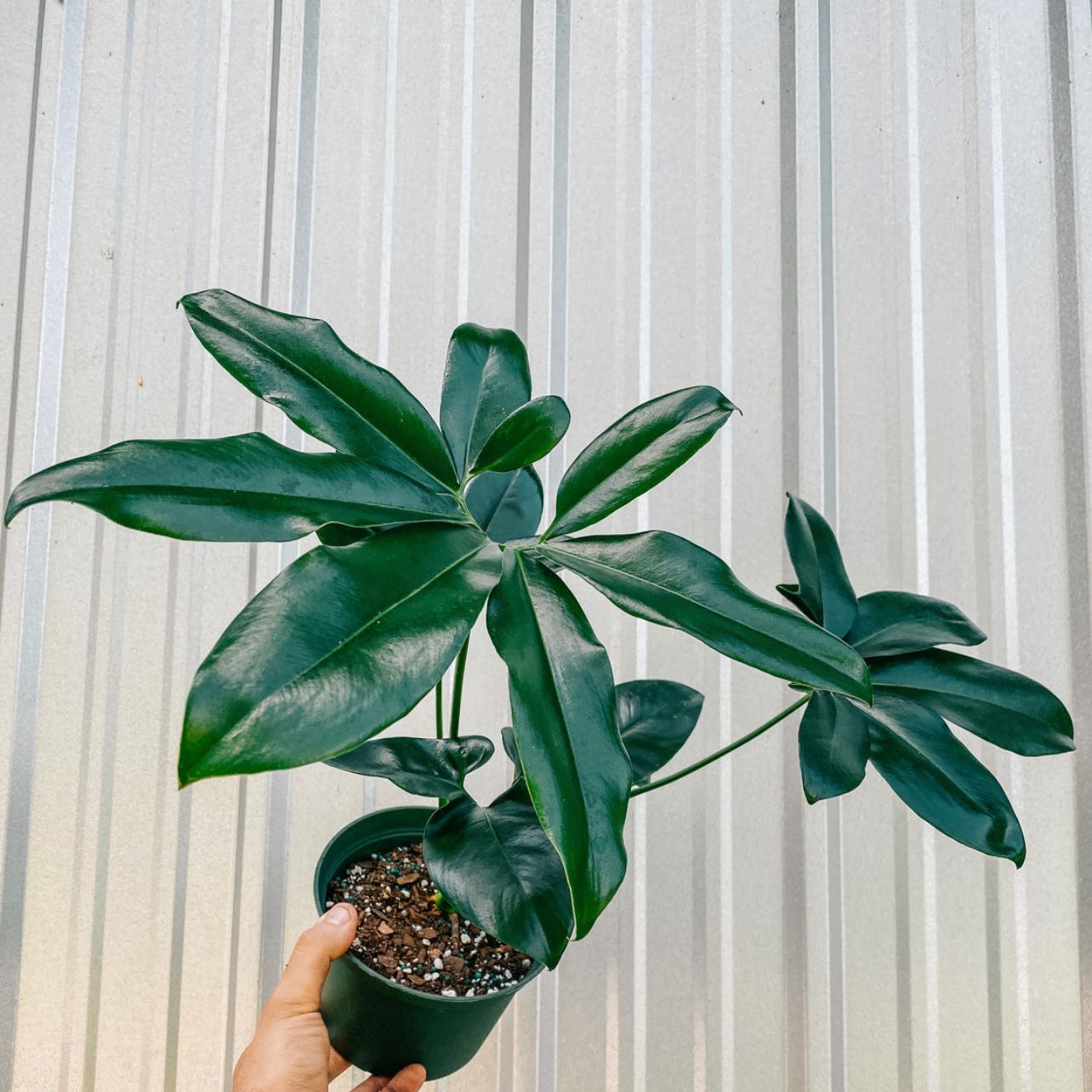 Thaumatophyllum spruceanum plant in a pot held by a hand, with dark green leaves.