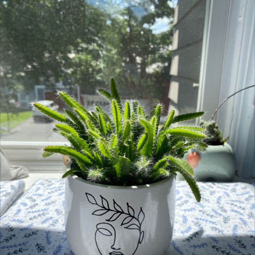 Lady-Finger Hedgehog Cactus in a decorative pot on a windowsill, healthy and vibrant.