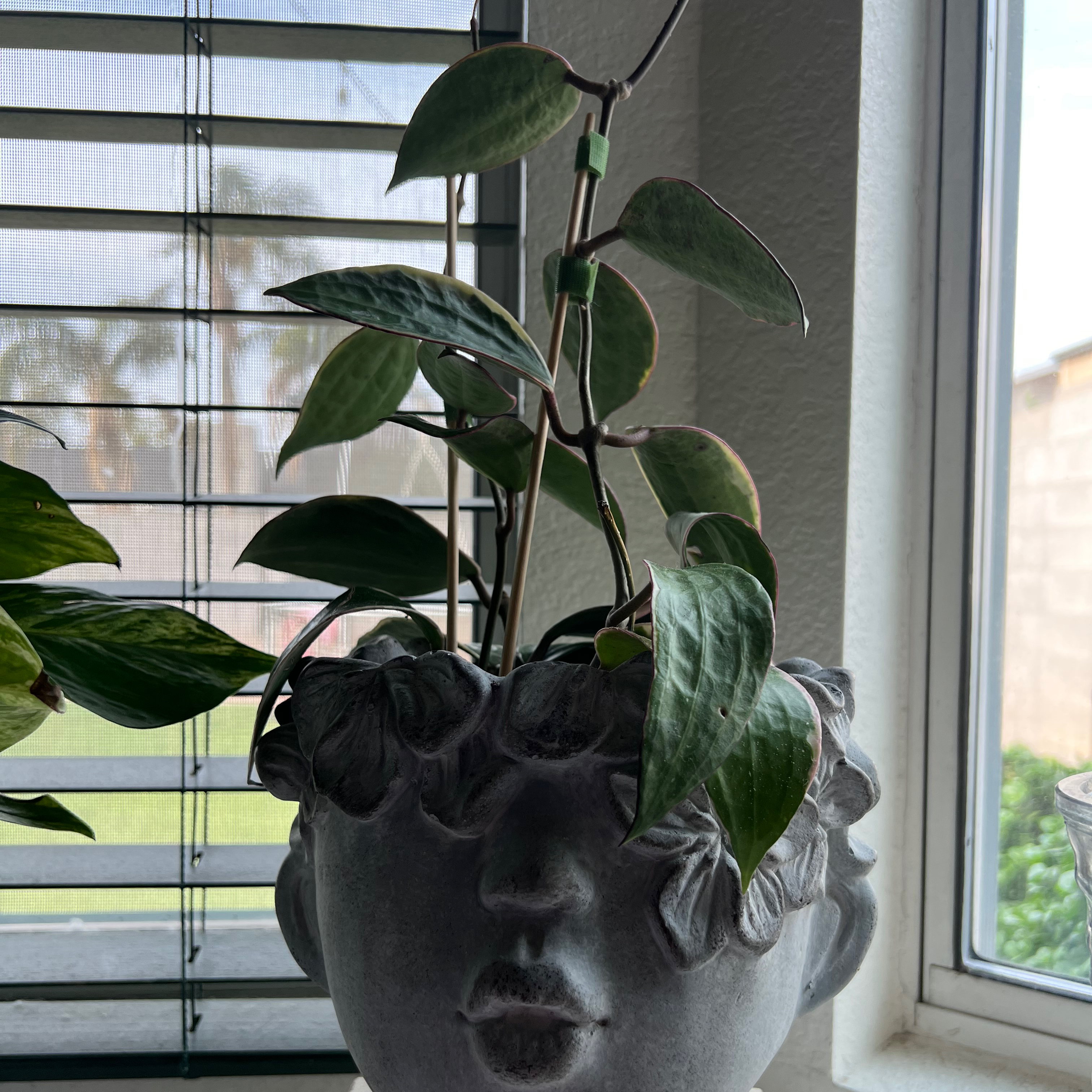Hoya macrophylla plant in a decorative pot near a window.