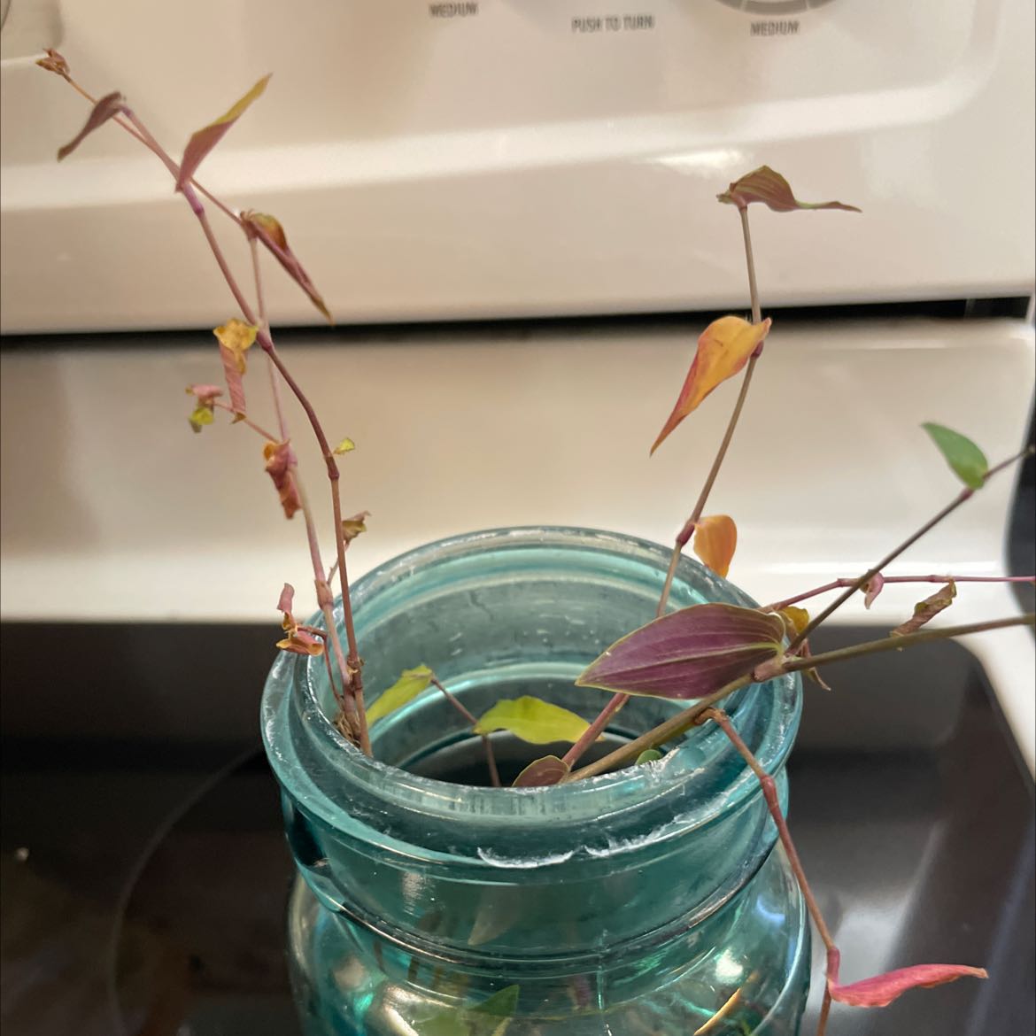 Photo of the plant species Bridal-Creeper by @GuruGinseng named Gaga on Greg, the plant care app