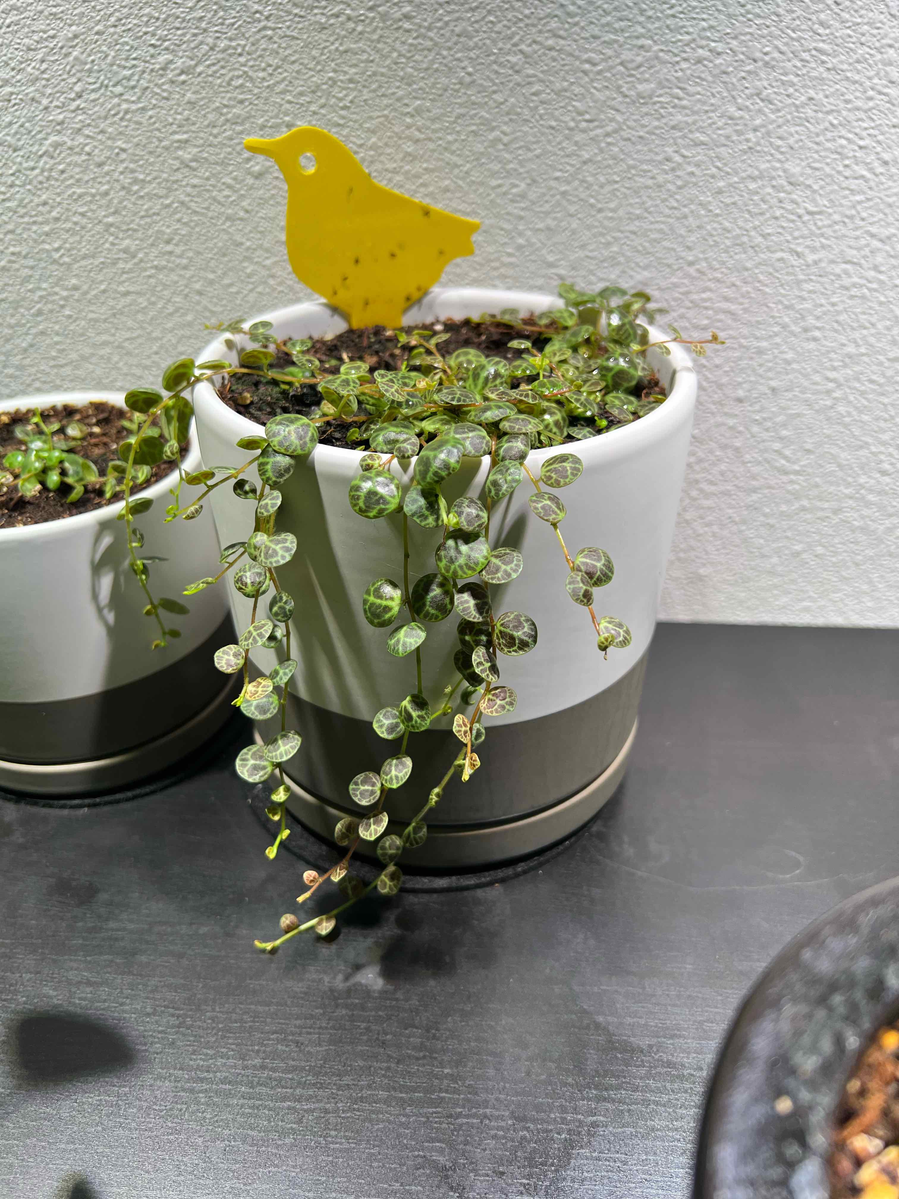 String of Turtles plant in a white pot with visible soil and a yellow bird decoration.