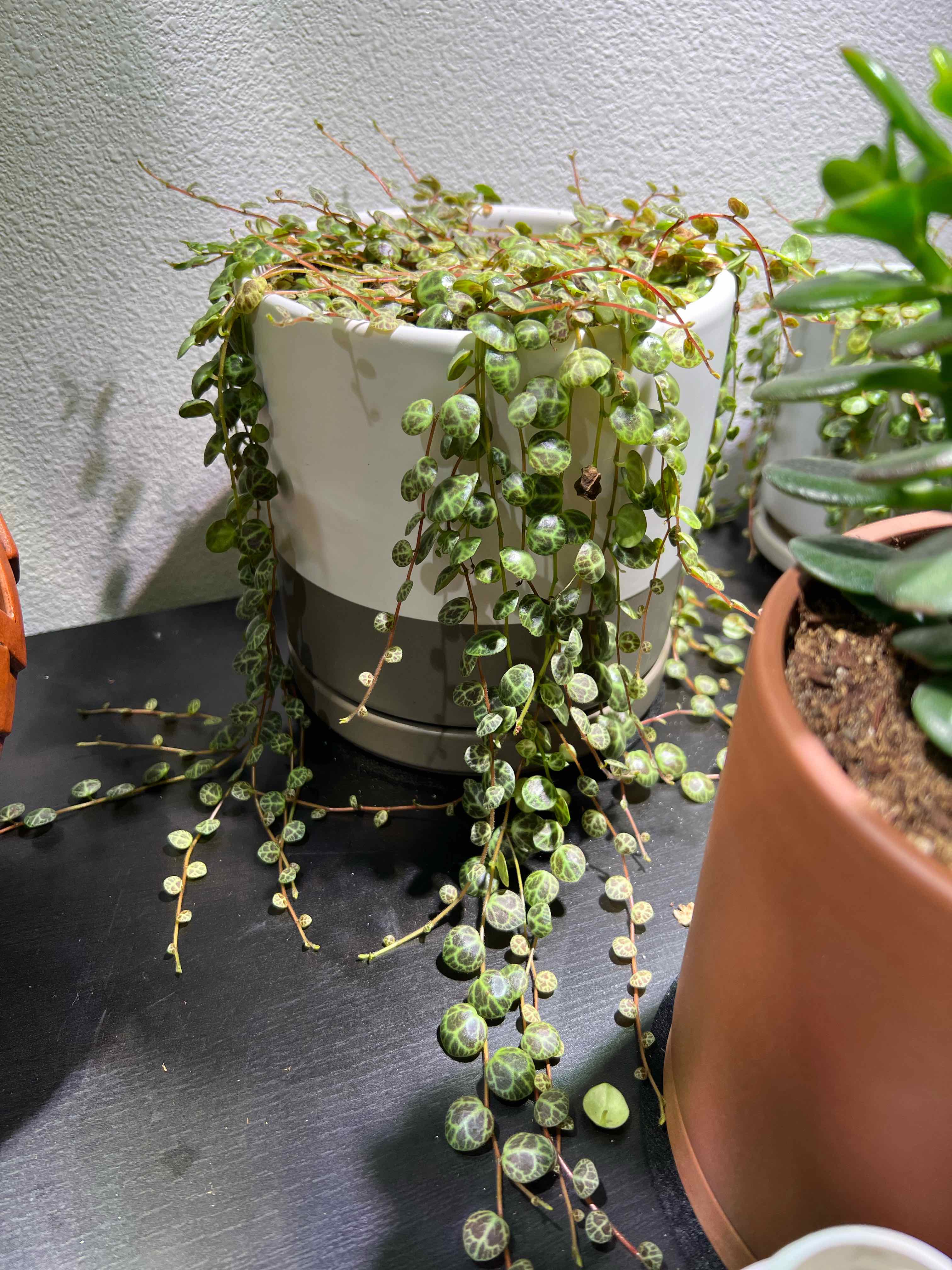 String of Turtles plant in a white and gray pot with healthy, patterned leaves.