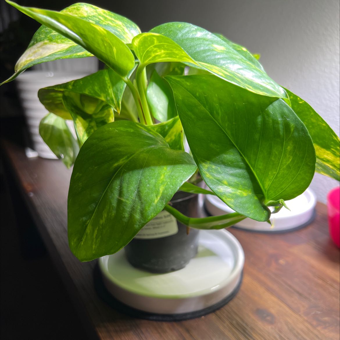 Photo of the plant species Glitter Goddess Pothos by @adamrg named Aphrodite on Greg, the plant care app