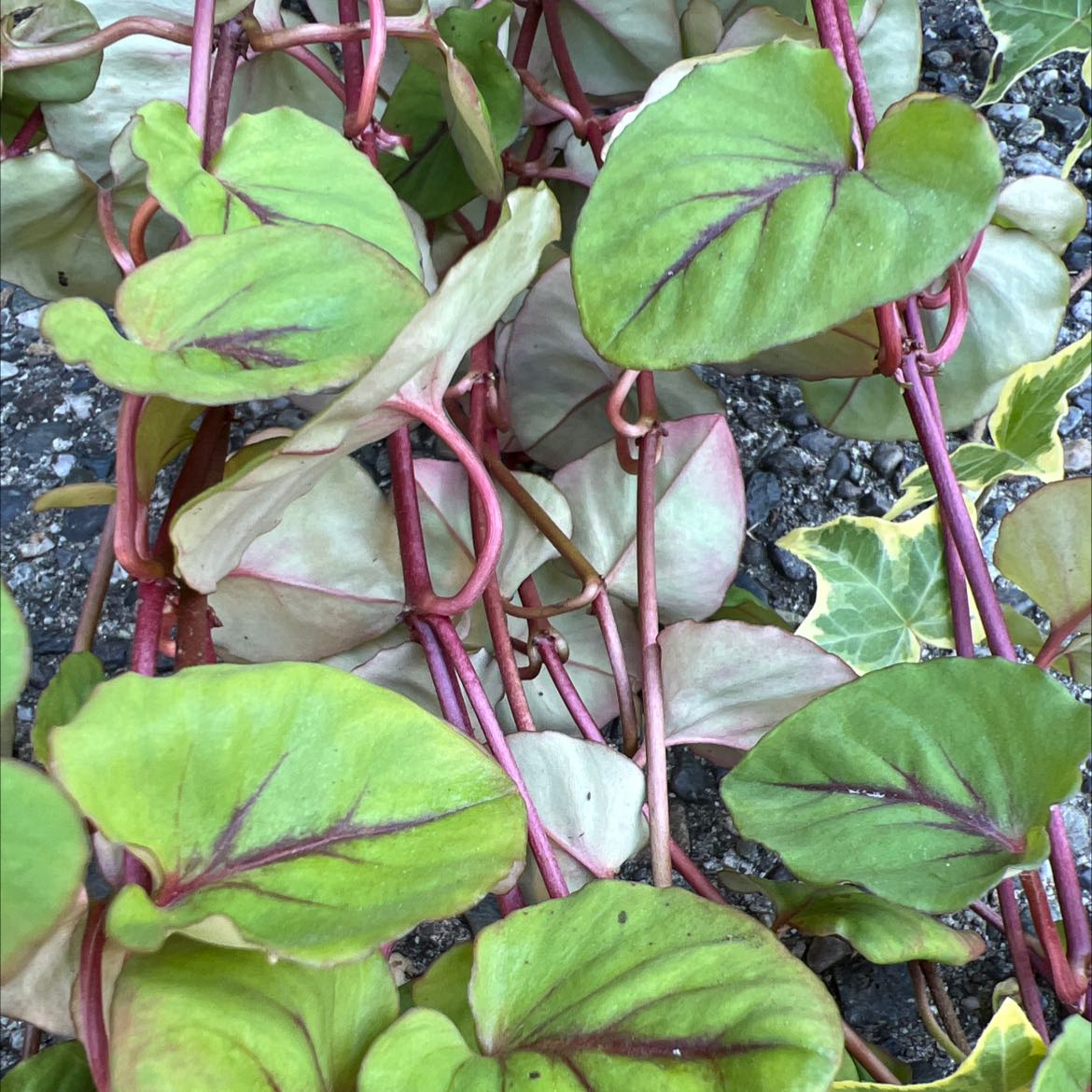 Fishwort plant with heart-shaped leaves and red stems, showing some yellowing and browning.