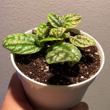 Photo of the plant species Peperomia Burbella by @adamrg named Foxxy on Greg, the plant care app