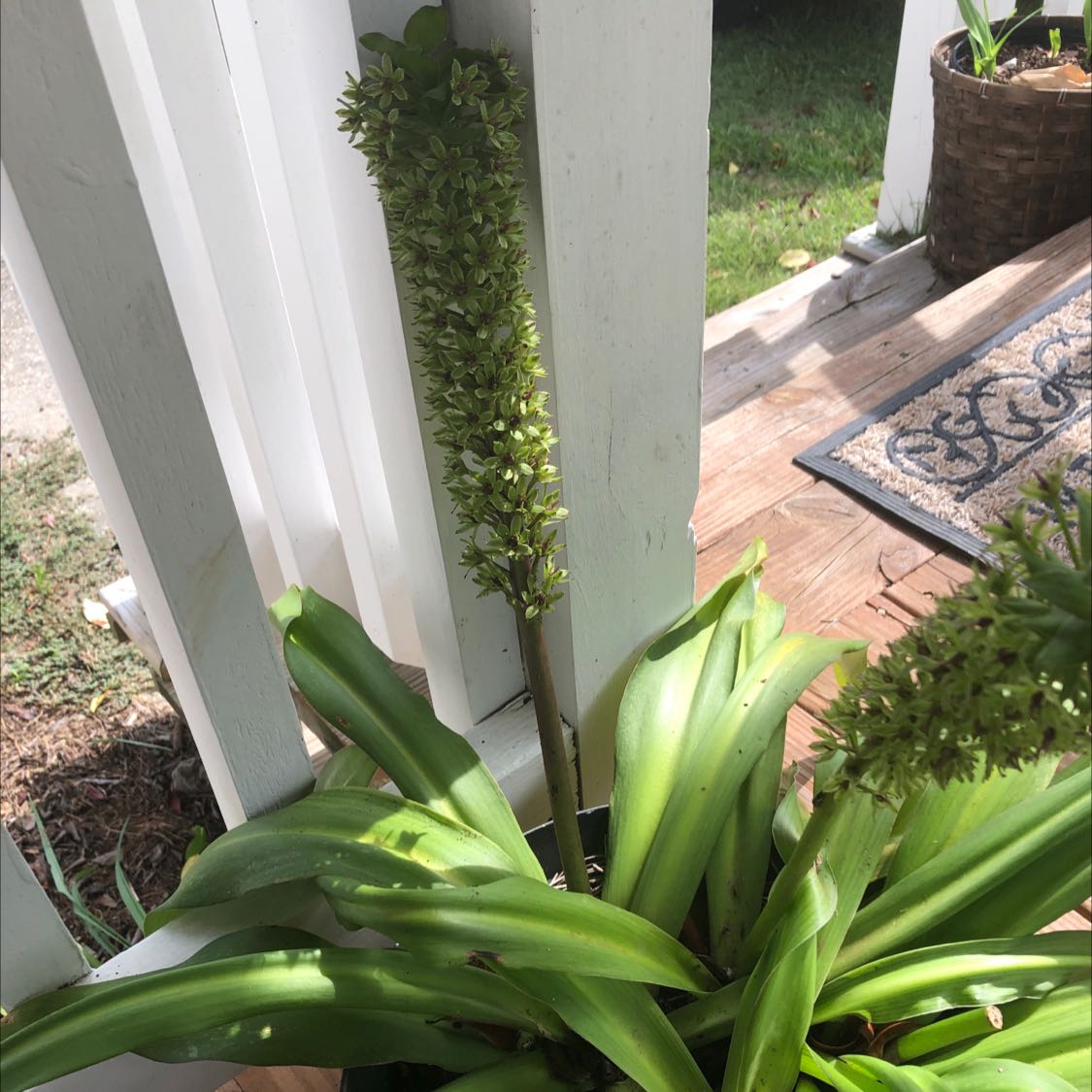 Photo of the plant species Pineapple lily by @BubblyBabyburro named Your plant on Greg, the plant care app