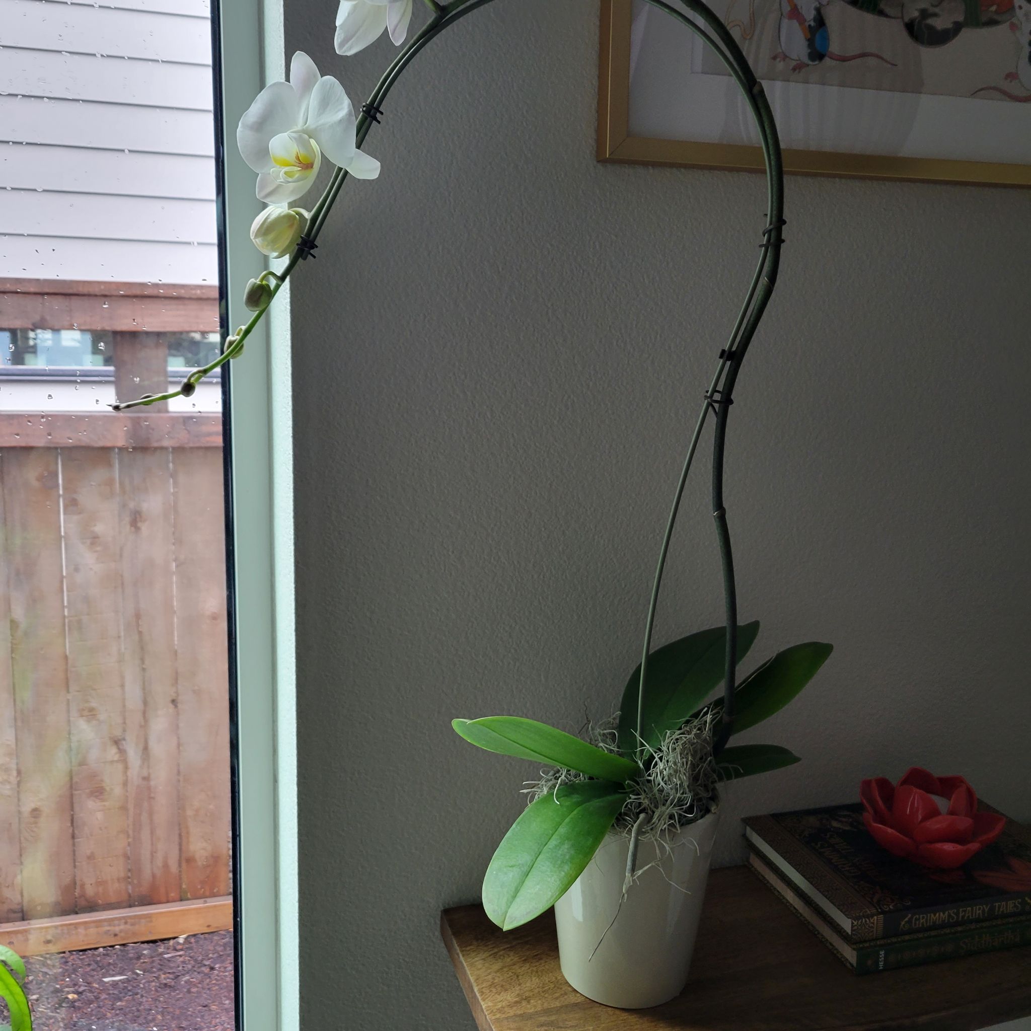 Photo of the plant species FANGtastic Peloric Orchid by @MasterlyRuby named Jessrich on Greg, the plant care app