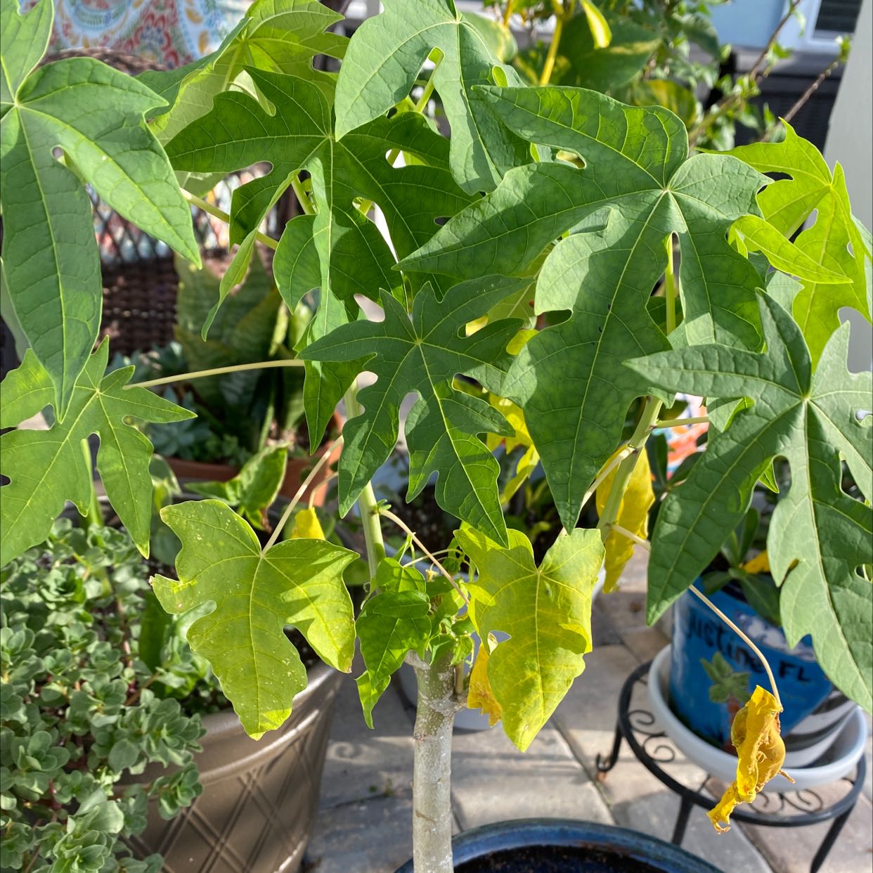 Papaya plant with green and yellowing leaves in a pot, soil visible.