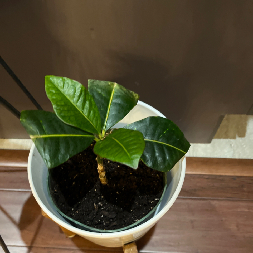Coco