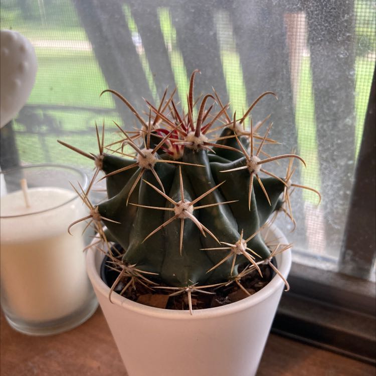 Devil's Tongue Barrel Cactus in a white pot with prominent spines, placed on a windowsill.