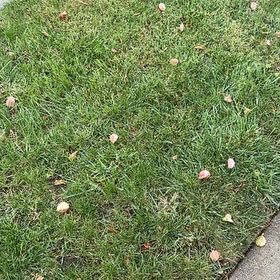 Photo of the plant species Smooth Meadowgrass by @SilkyFernmoss named Osmo on Greg, the plant care app