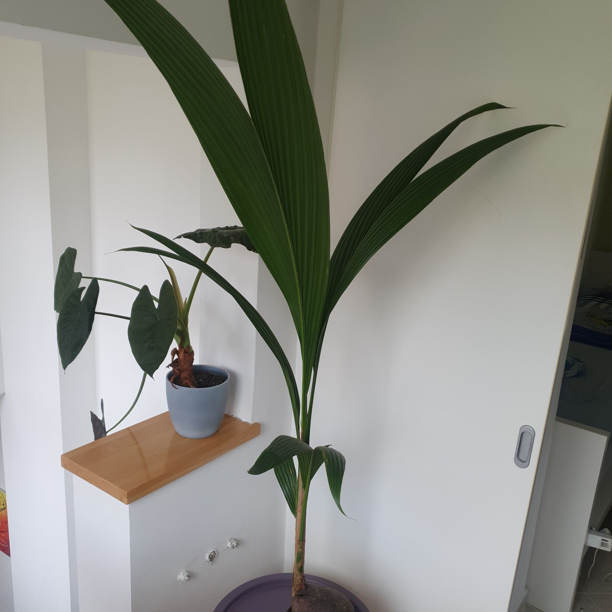 Young coconut plant with long green leaves in a pot, another plant in the background.